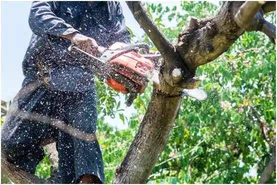 tree services Kenwood